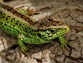 sand lizard in dune